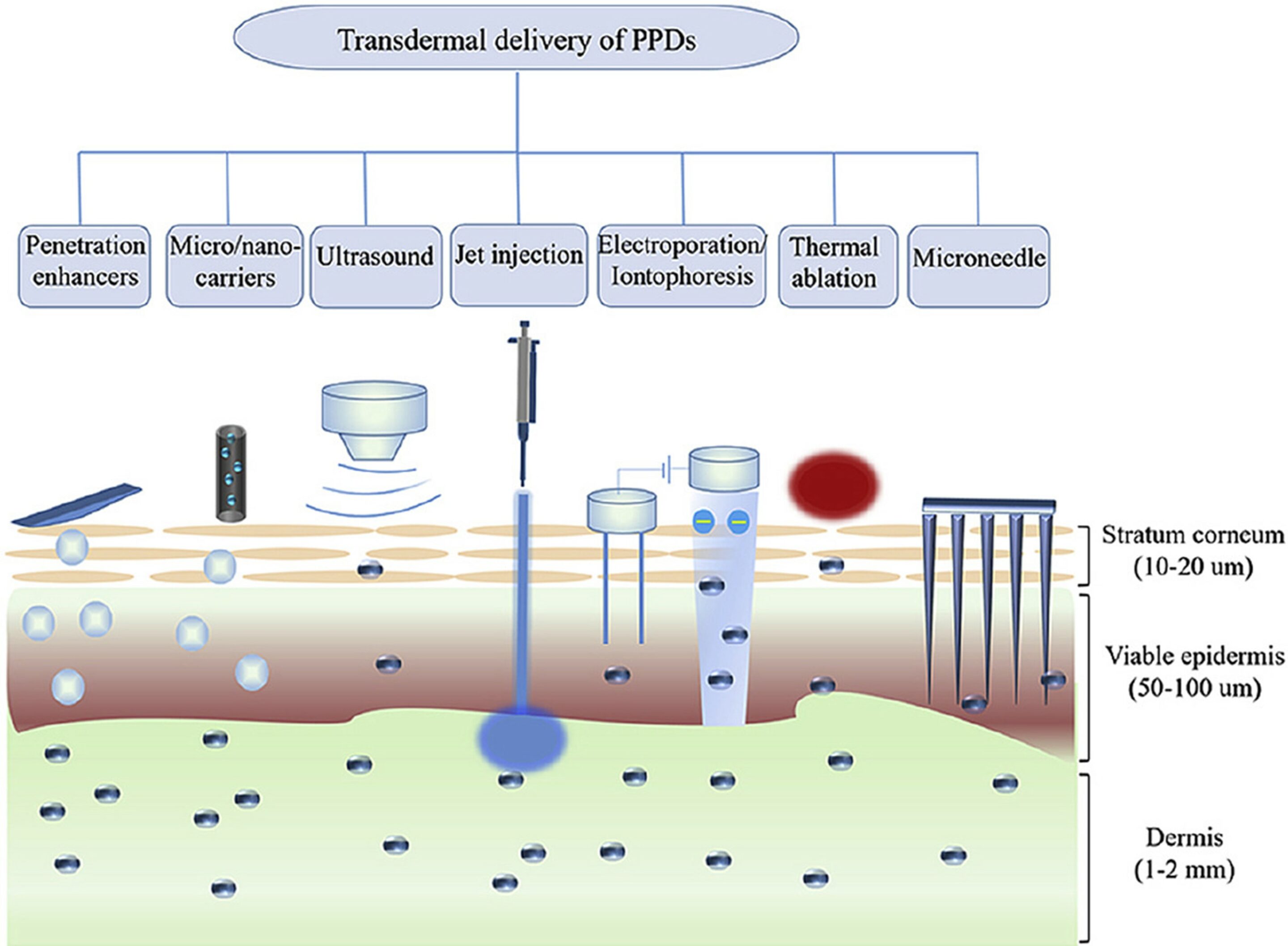 Understanding Skin Penetration and Transdermal Delivery